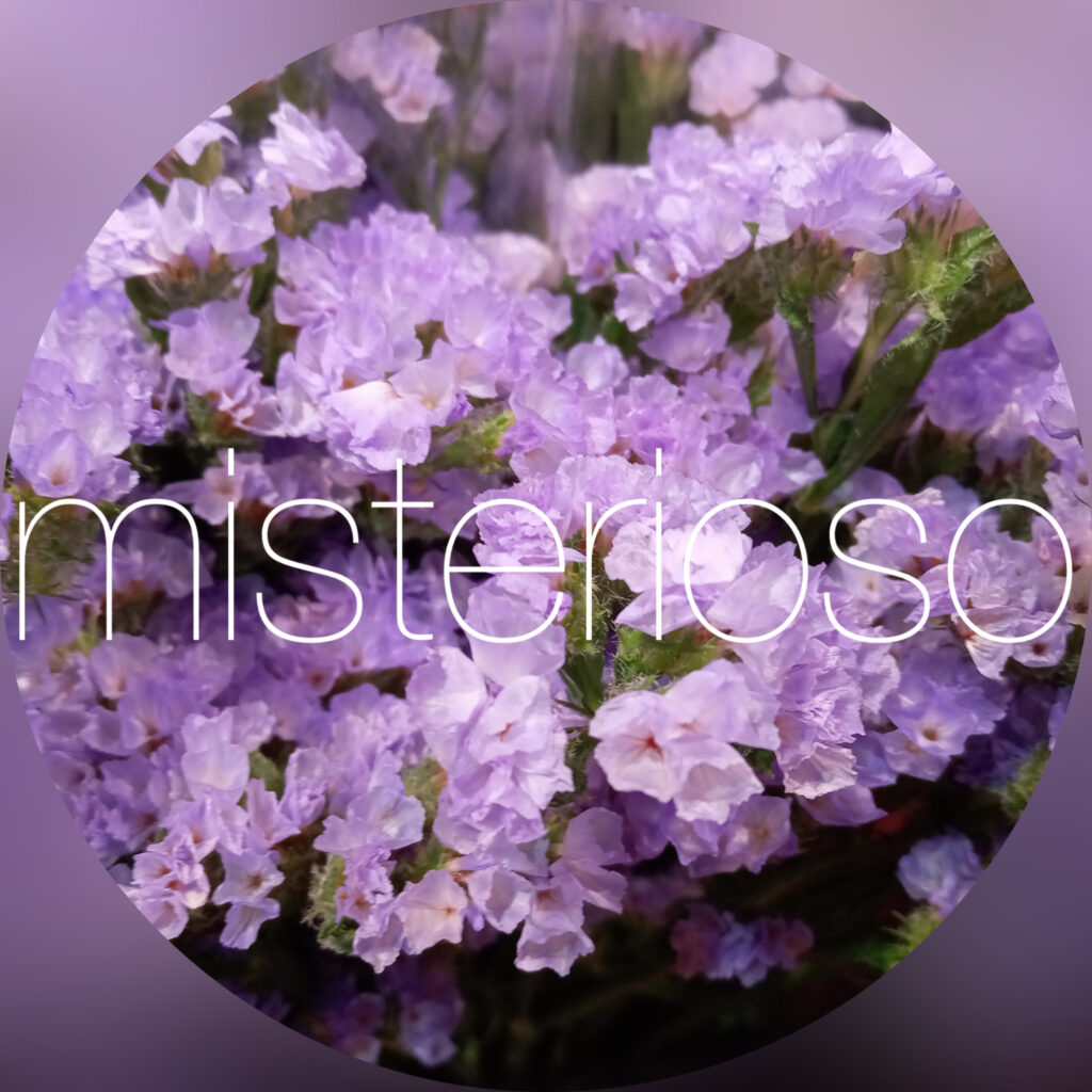 アティスラベンダー – misterioso ～花の品種検索～
