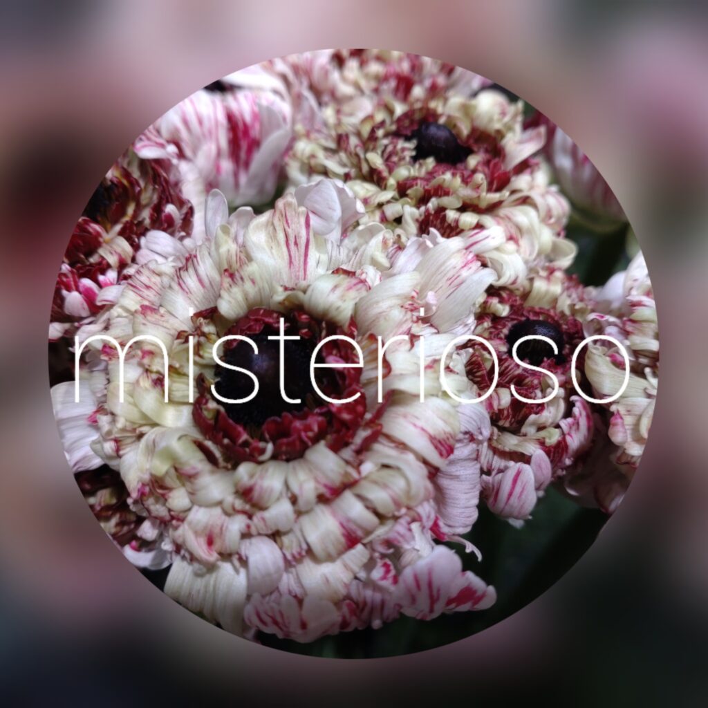リナドレス – misterioso ～花の品種検索～ 