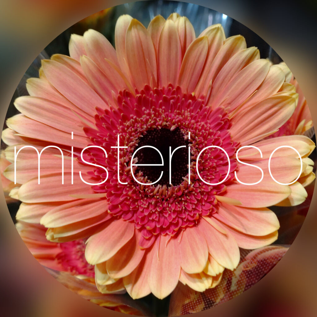 アイスフラワー(大輪ガーベラ) うまく 