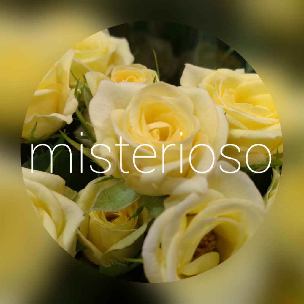 ウェディングインバイト – misterioso ～花の品種検索～