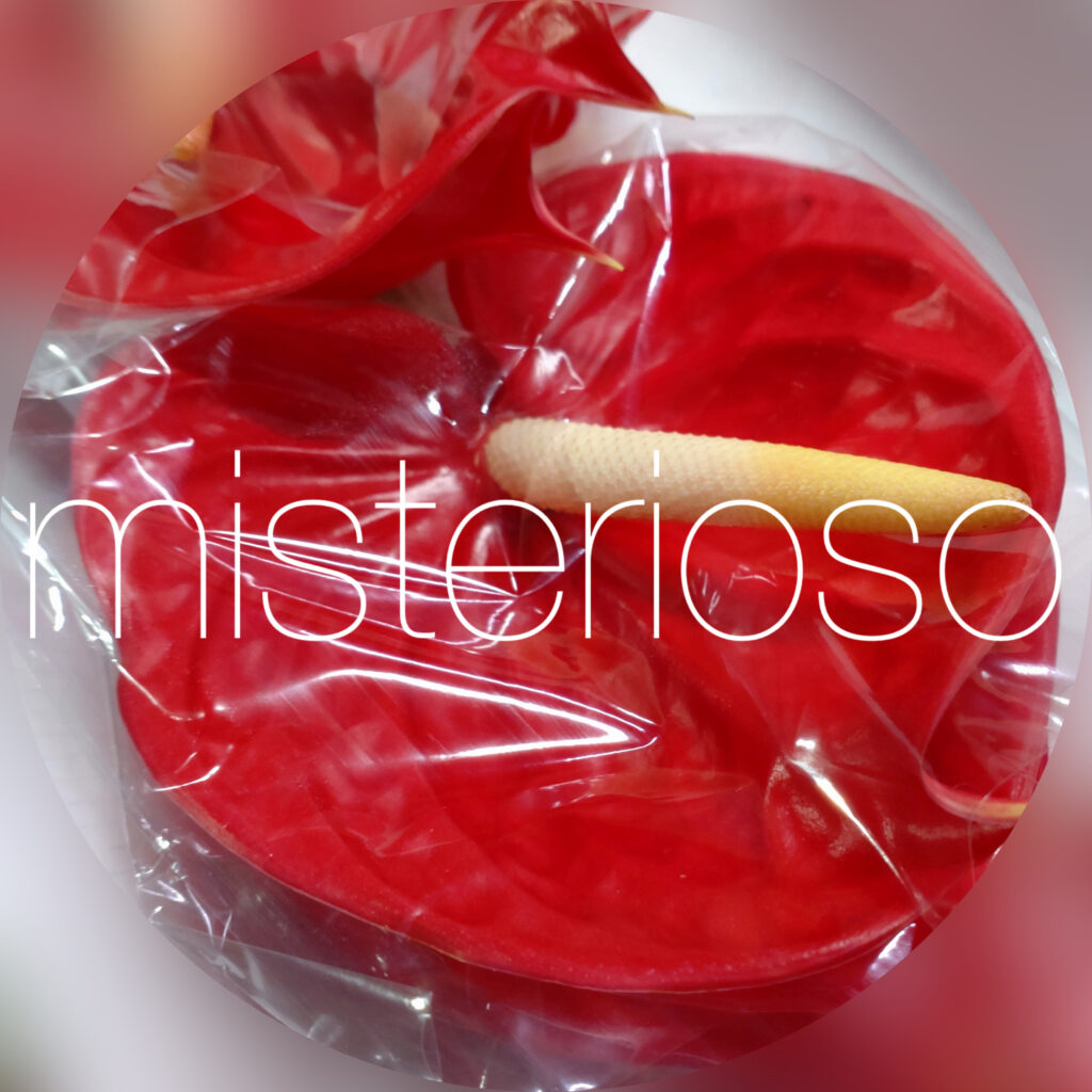 レッドスター – misterioso ～花の品種検索～