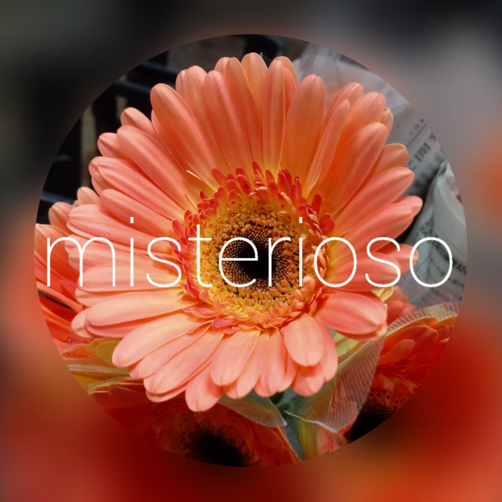 ディノ – misterioso ～花の品種検索～