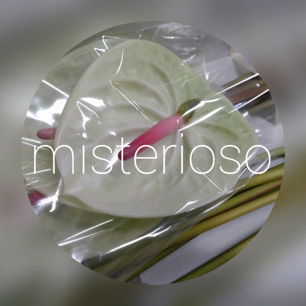 グリーンエンジェル – misterioso ～花の品種検索～