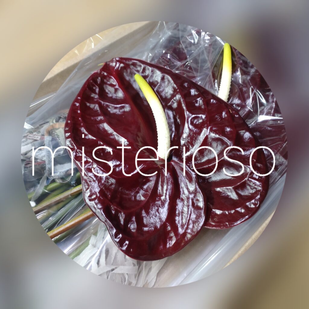 バーガンディ – misterioso ～花の品種検索～