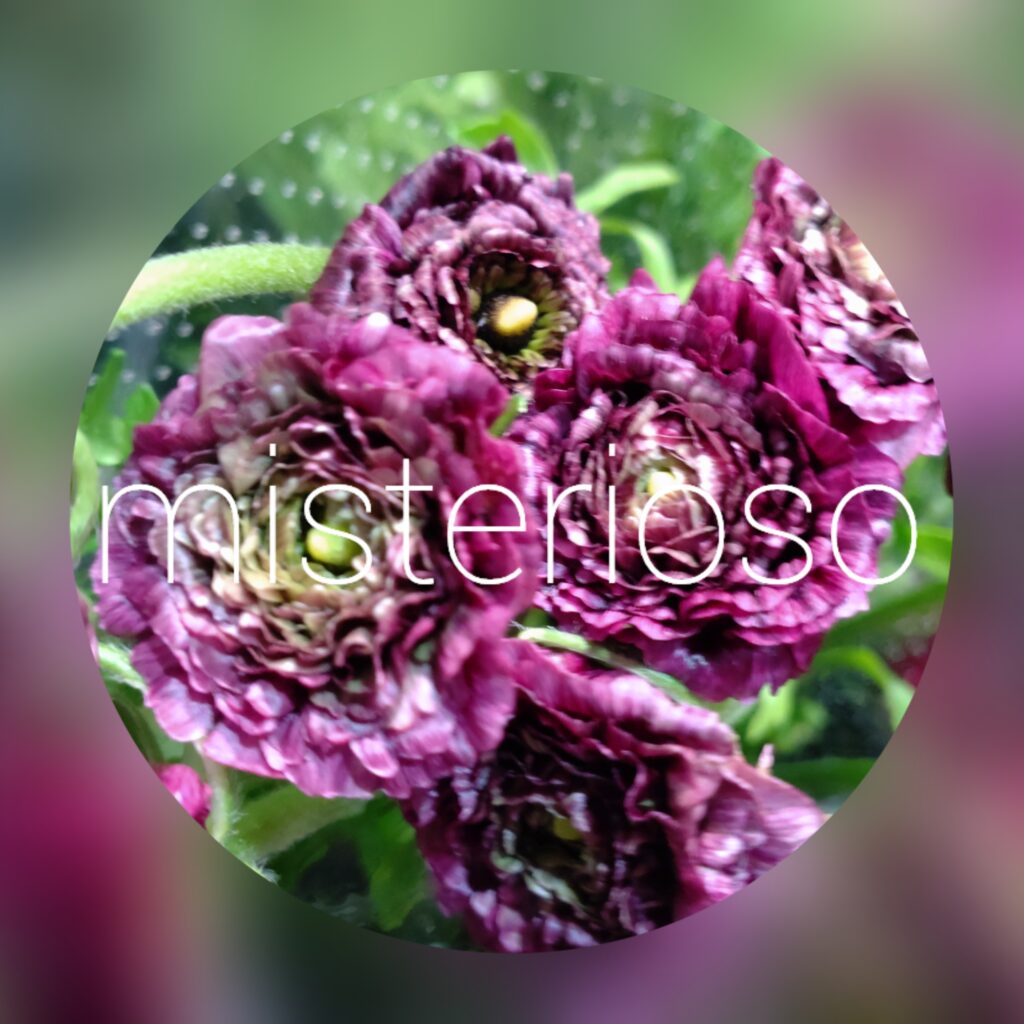 ラナンキュラス ムラサキ – misterioso ～花の品種検索～