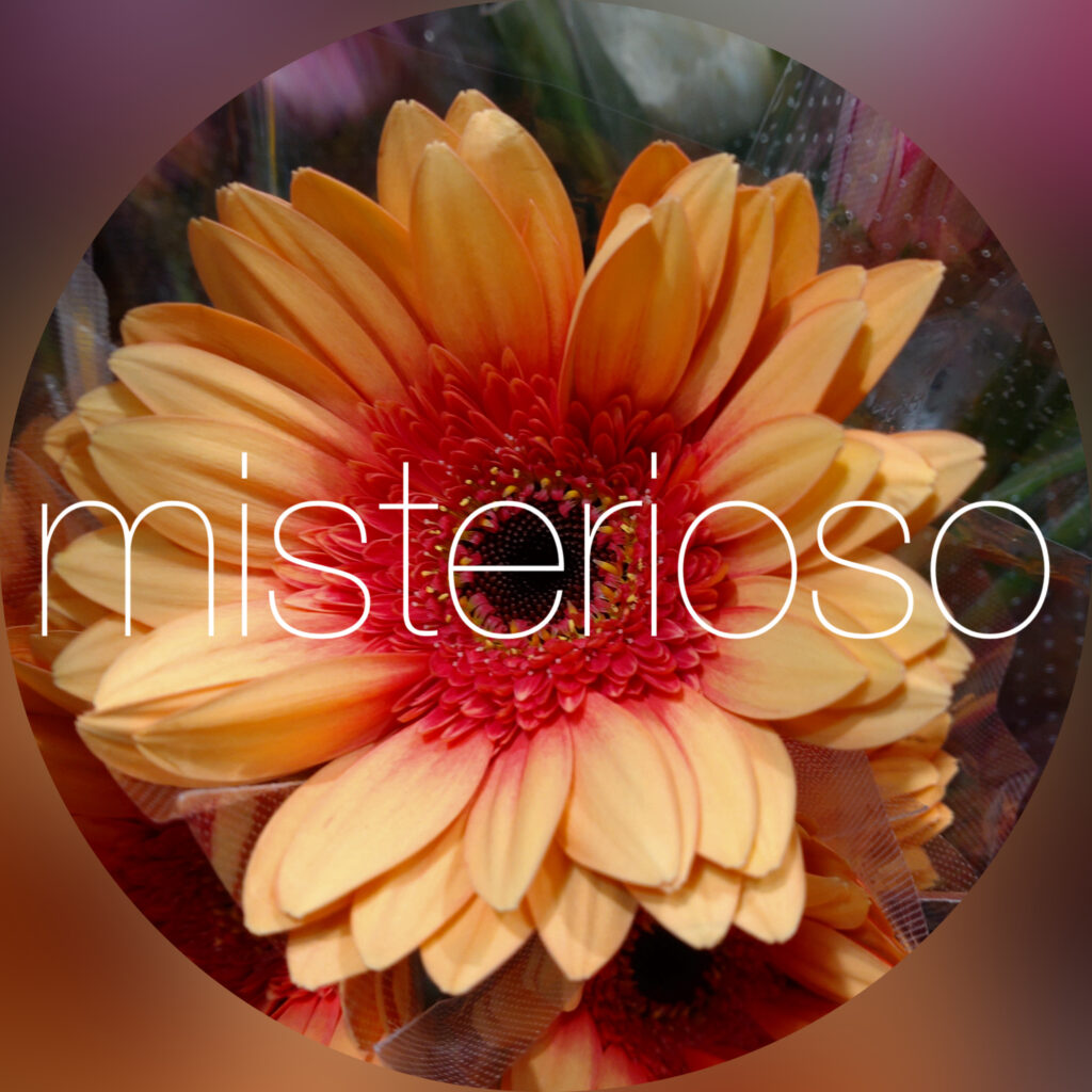 ガーベラ 大輪 – misterioso ～花の品種検索～