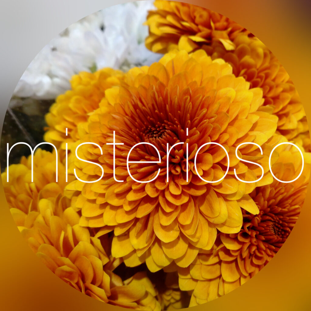 マム オレンジ – misterioso ～花の品種検索～ 