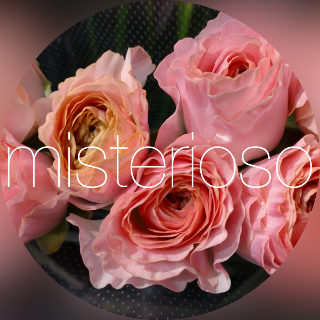 ラナンキュラス ピンク – misterioso ～花の品種検索～ 