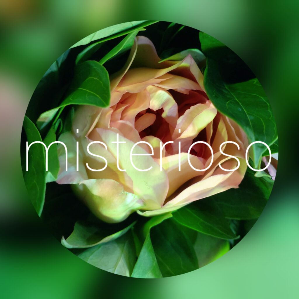 シャクヤク (芍薬) 複色/その他 – misterioso ～花の品種検索～