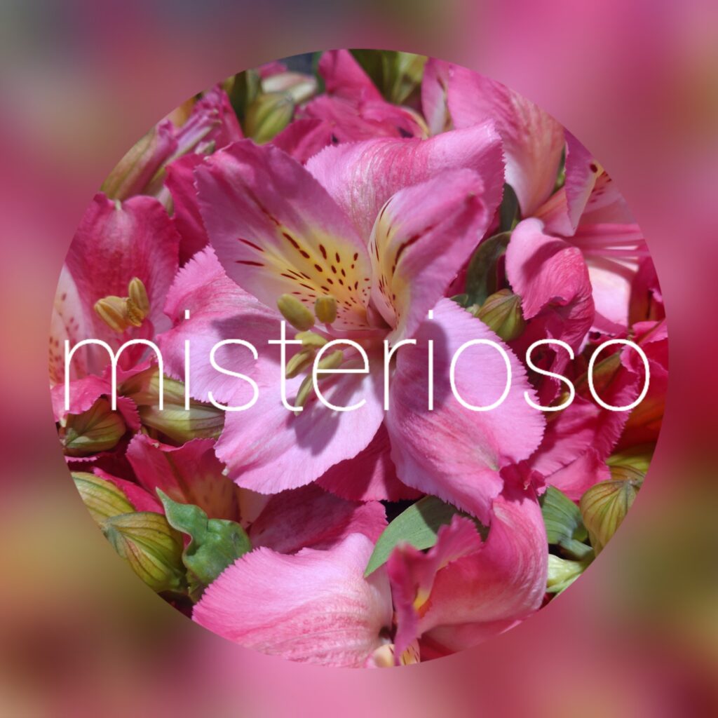 【東】アルストロメリア アルストロメリア - ZAPPER JAPAN