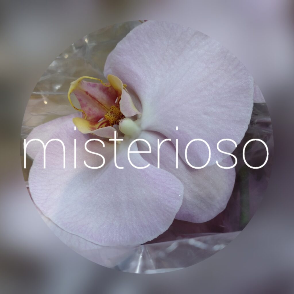 タ*ー様 胡蝶蘭　極少輪　イエロー種　9ポット ファレノプシス ファレノプシス | STORES